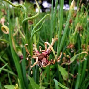 Egyptian Walking Onions (10)