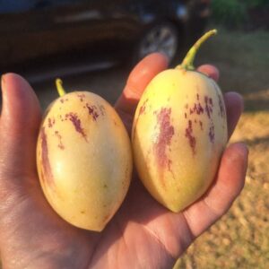 Pepino Melon Cuttings
