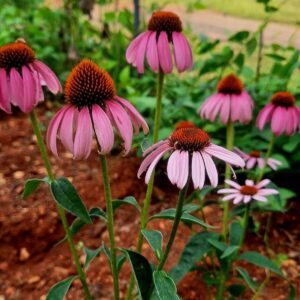 Culinary and Medicinal Herbs