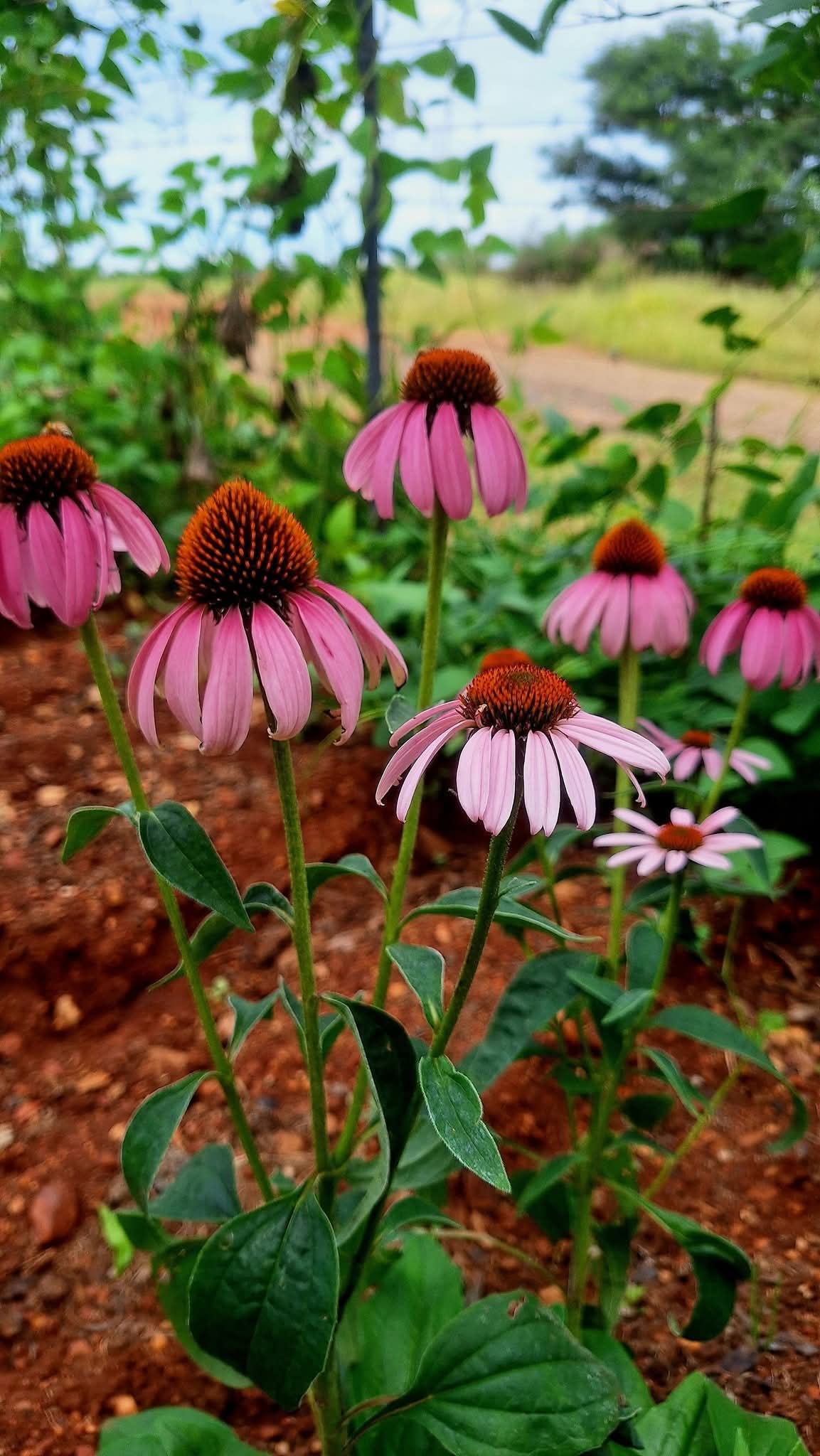 Enchinacea