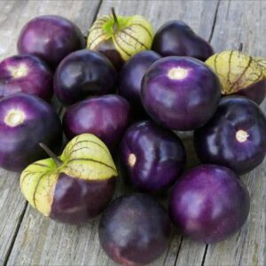 Purple Tomatillo