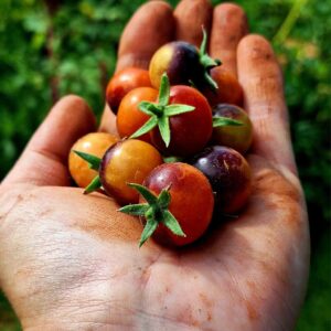 Blueberry Tomatoes