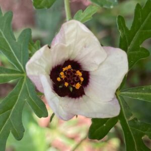 Hibiscus Trionium