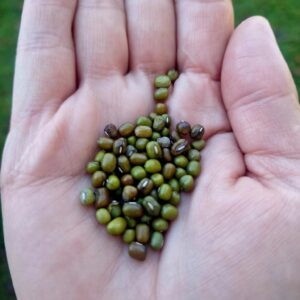 Mung Beans