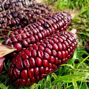 Double Red Sweetcorn