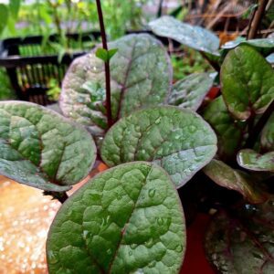 Malabar Spinach