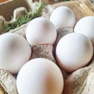 White Leghorn Fertilised Eggs (12 Eggs)
