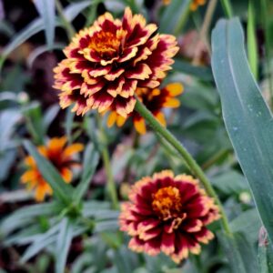 Persian Carpet Zinnia