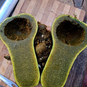 Green Ayote Squash (12 seeds)