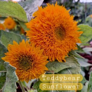 Teddy bear Sunflowers