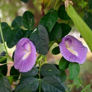 Lavender Queen Butterfly Pea (12 seeds)