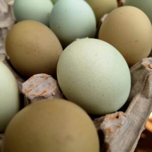 Easter Eggers (Homesteader's Dozen)