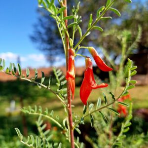 Kanker Bossie (Cancer Bush)