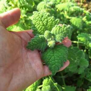 Vicks Plant Cuttings
