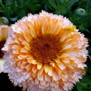 Pink Surprise Calendula Seeds | Heirloom & Medicinal