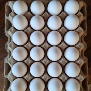 Fertile White Leghorn Eggs (24 eggs)