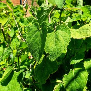 Fresh Ginger Bush Cuttings (Tetradenia riparia / Iboza) – Pack of 2